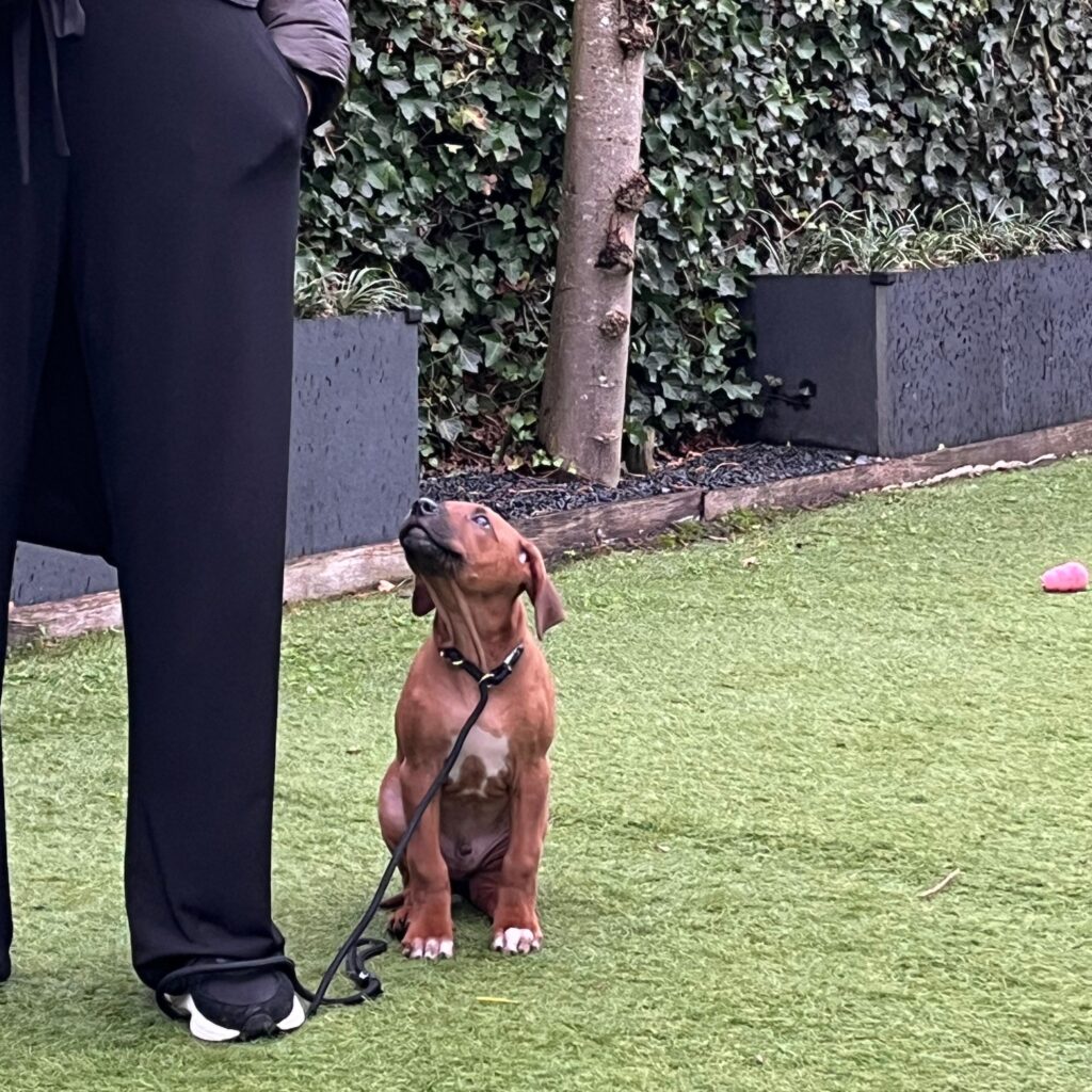 Puppy wachtend naast baasje. 1 op 1 hondentraining en begeleiding