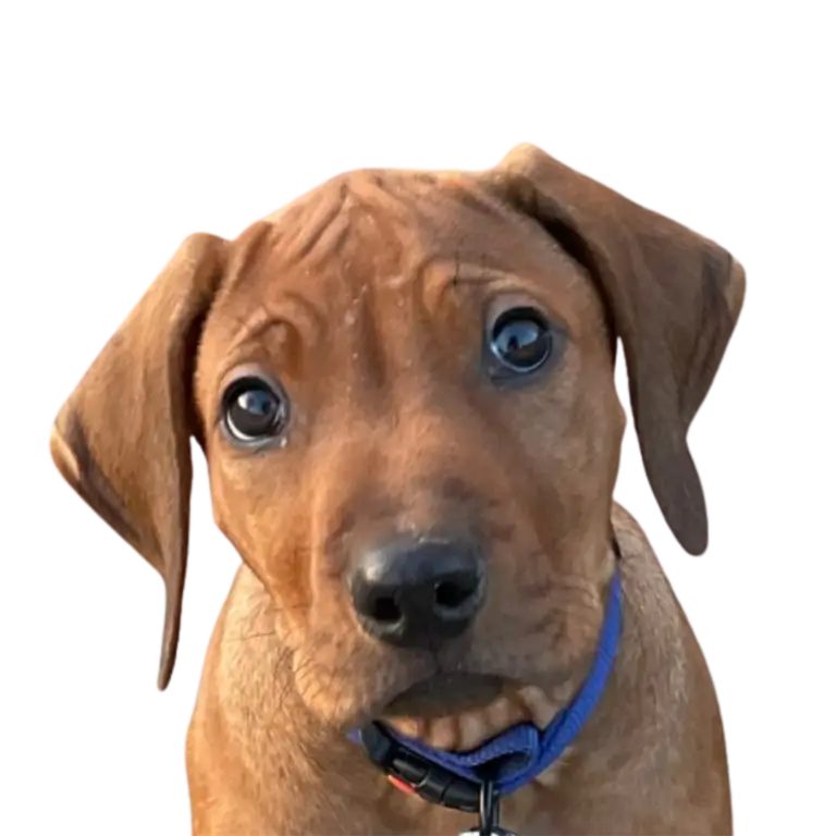 Puppymatch - hulp bij het kiezen van jouw perfecte hond