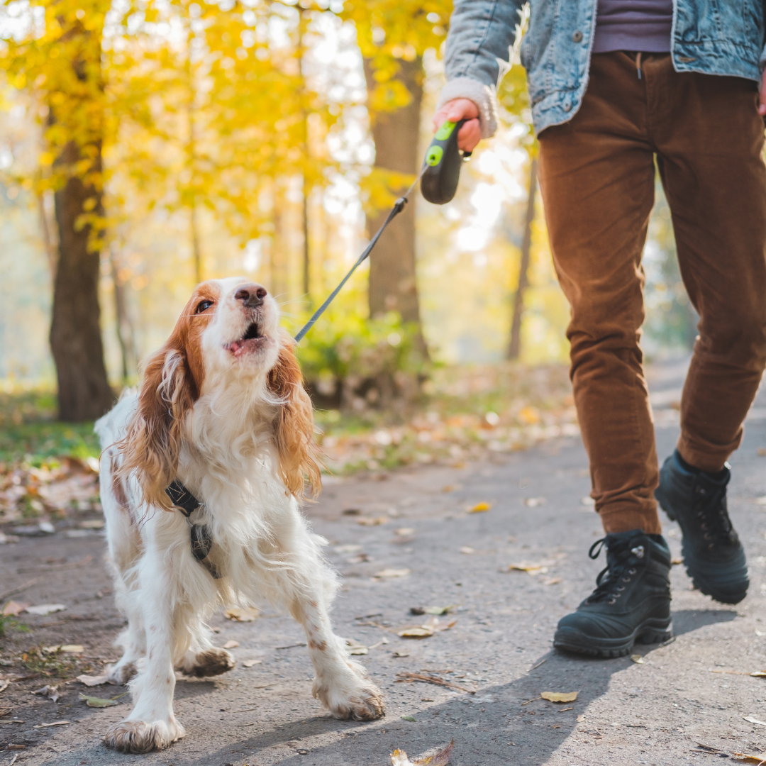Hond aan de riem die blaft en trekt. 1 op 1 begeleiding. Samen werken aan een ontspannen toekomst.