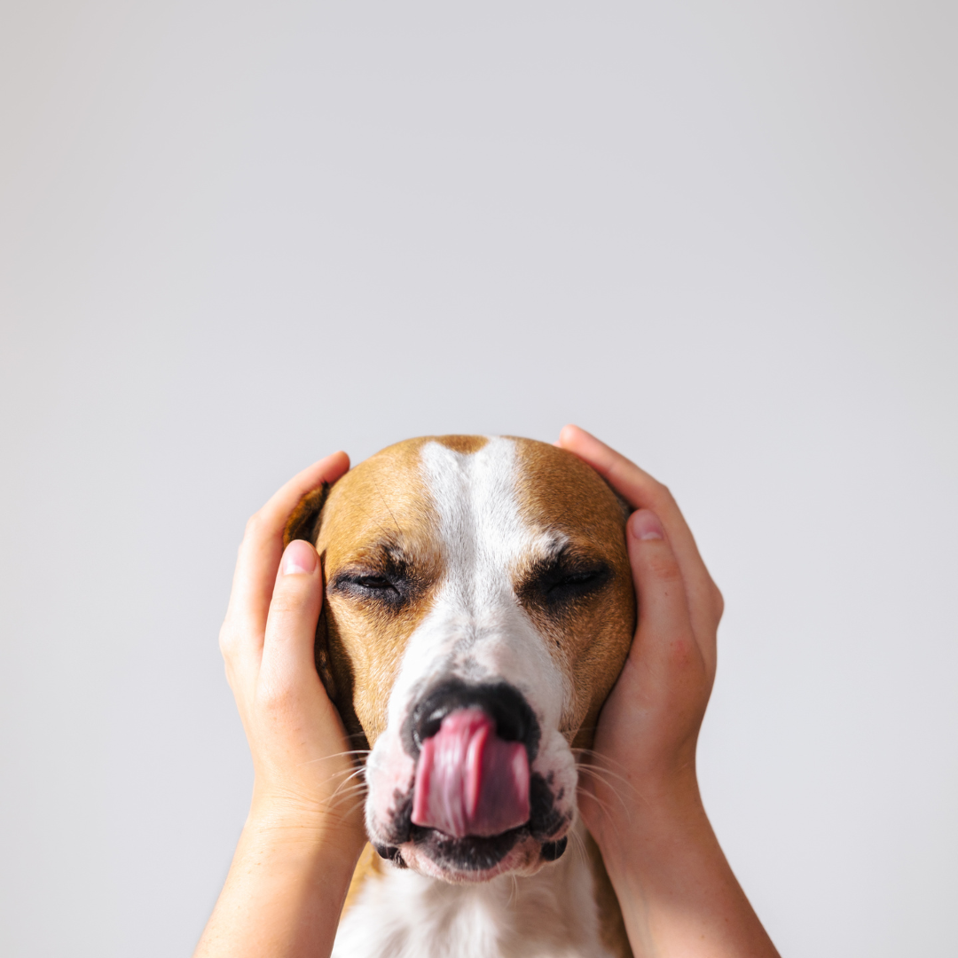 Hond met twee handen over zijn oren. 1 op 1 begeleiding. Samen werken aan een ontspannen toekomst.