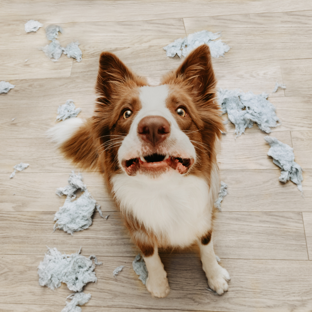 Hond die spullen sloopt. 1 op 1 begeleiding. Samen werken aan een ontspannen toekomst.