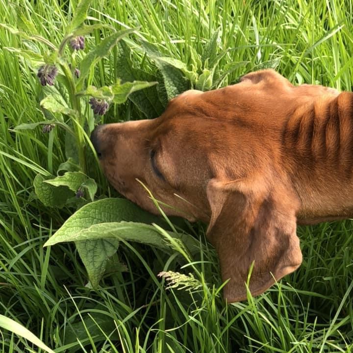 Hond snuffelt in gras. 1 op 1 begeleiding. Samen werken aan een ontspannen toekomst.