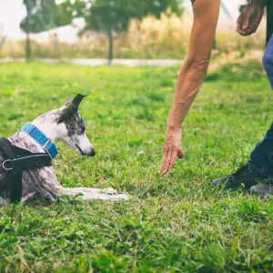 Logeren en leren. Hondentraining met verblijf.