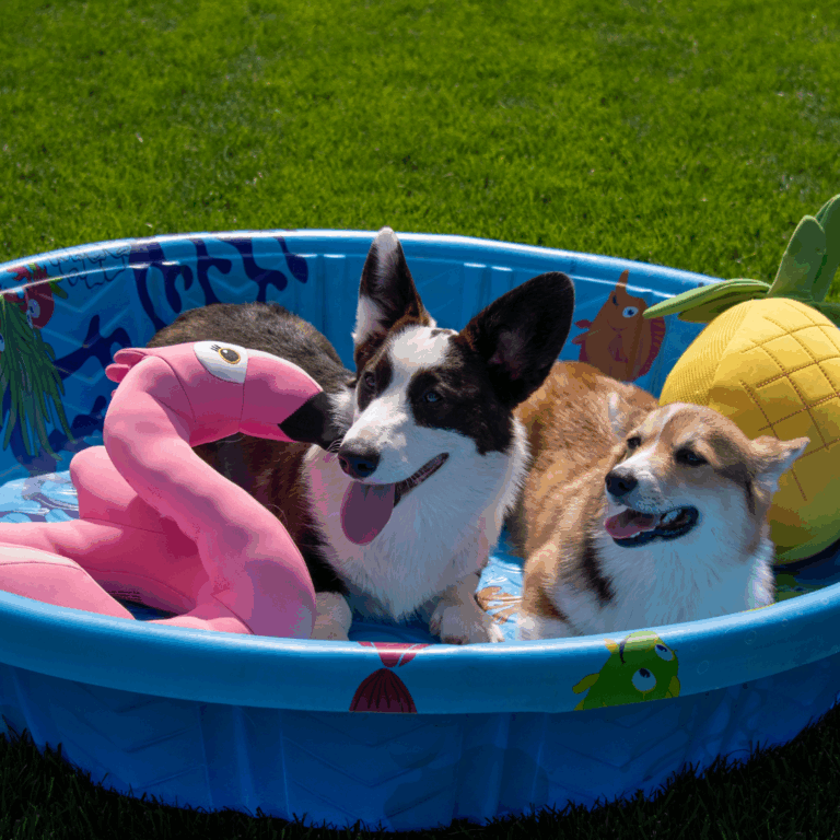 Honden in zwembad
